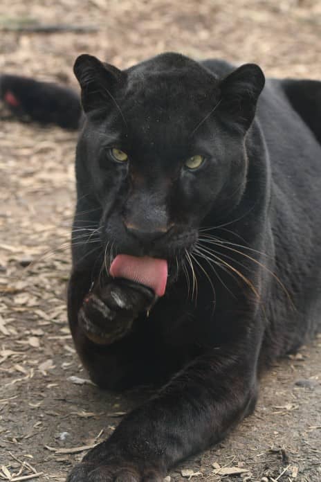 a black leopard licks its paw