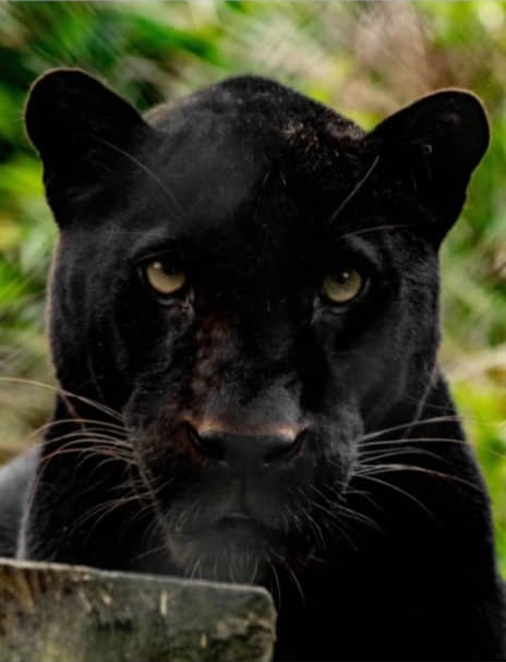 a black leopard attentively watching something