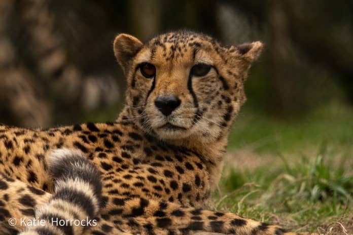 a cheetah laying down