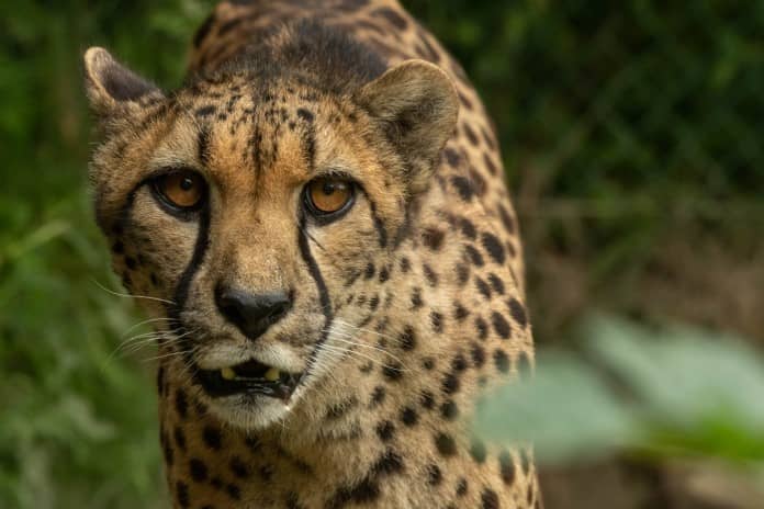 a cheetah looking a little lost