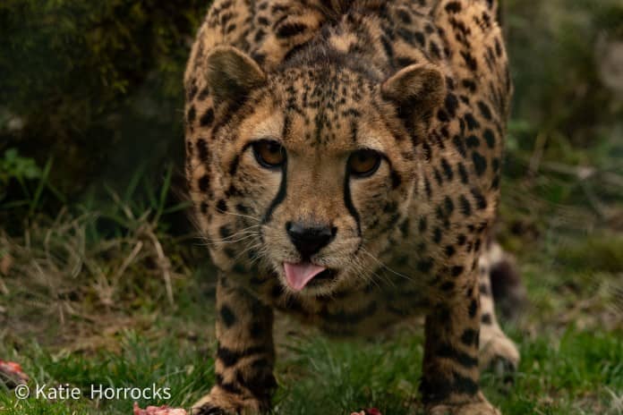 a cheetah contemplating its next meal