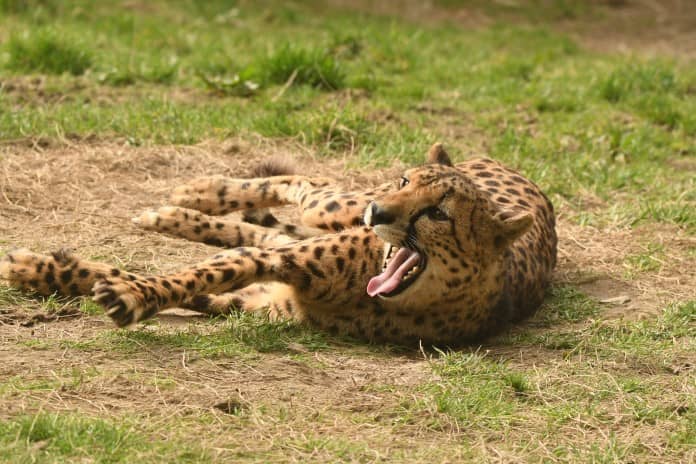 a cheetah yawning wide