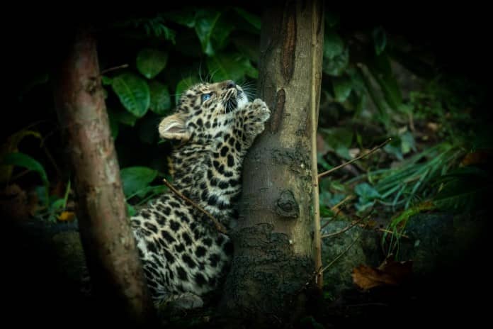 a leopard cub climbs a tree trunk
