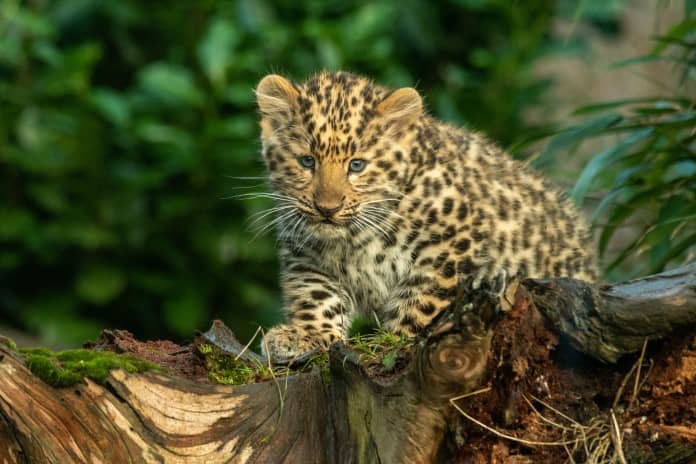 a cute little leopard cub sits atop a broken tree