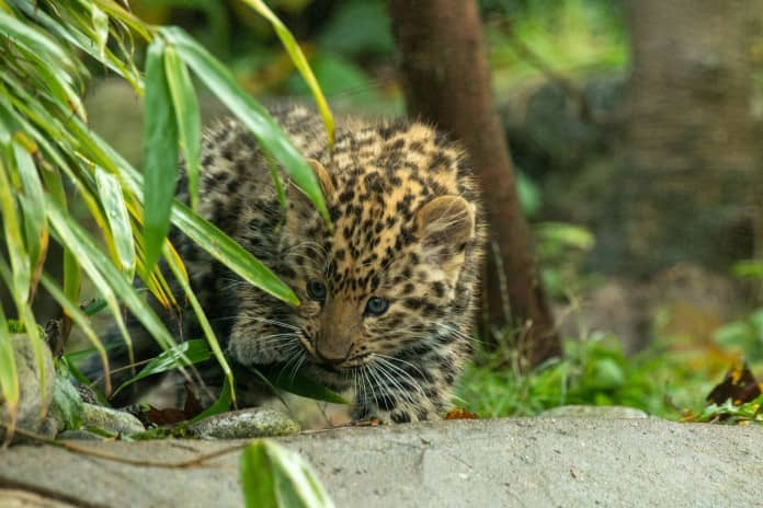 a leopard cub skulking around some foliage