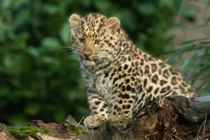 a proud leopard cub sits watching over things