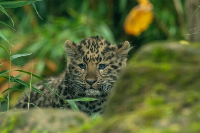 a leopard cub hiding behing a rock