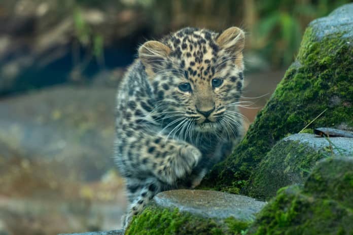 a leopard cub carefully climbs a rock formation