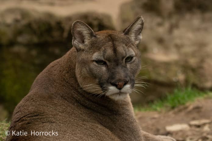 a stern looking puma