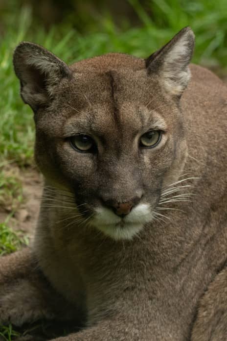a close up of a puma as it sits in the grass
