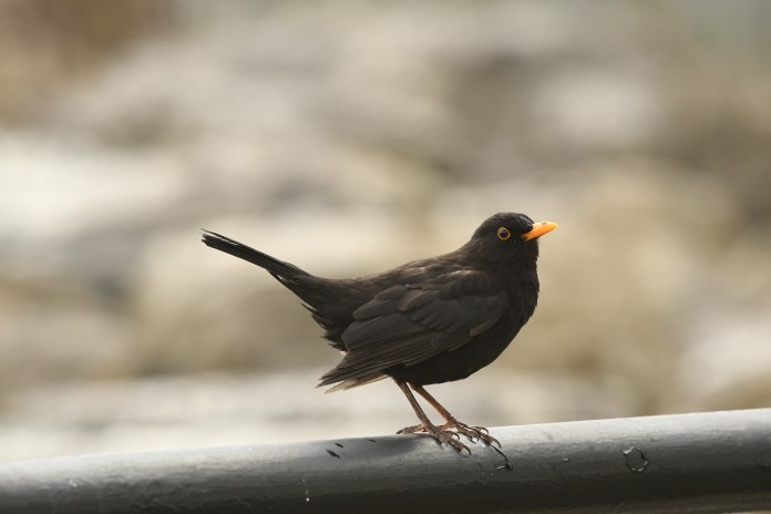 a blackbird perched on a rail