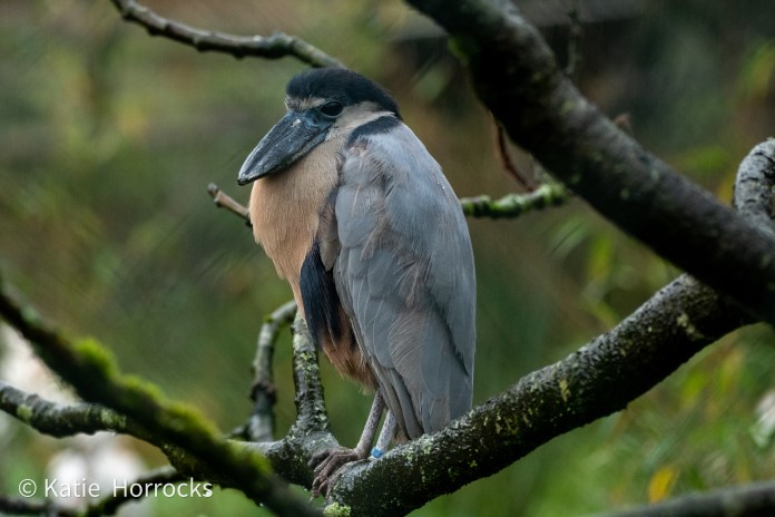 a crafty looking boat billed heron sits in a tree