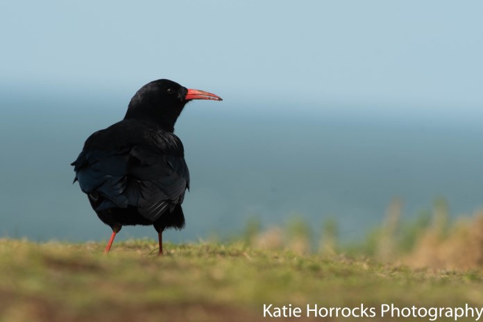 a chough poised looking out to sea