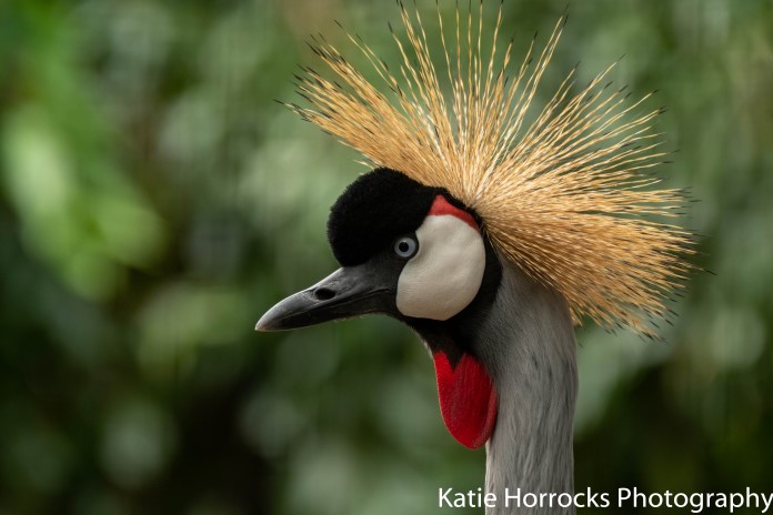 a striking headshot of a crowned crane