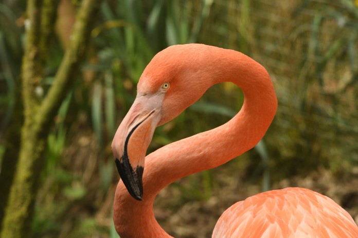 a flamingo with an s shaped neck