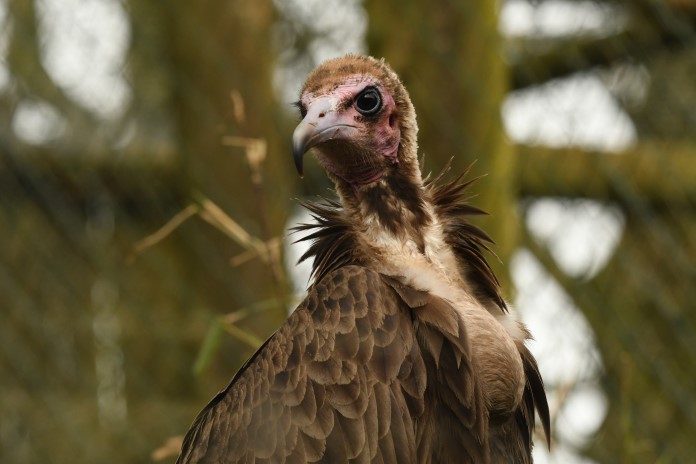 a hooded vulture with a powerful stare