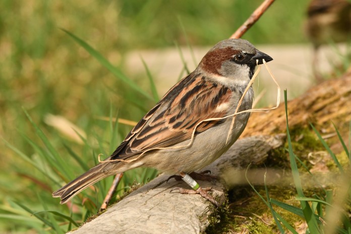 a house sparrow preparing to build a nest