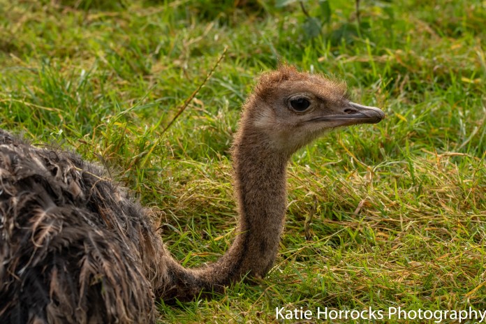 a baby ostrich sits in the grass