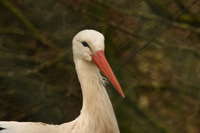 a white stork gazes into the distance