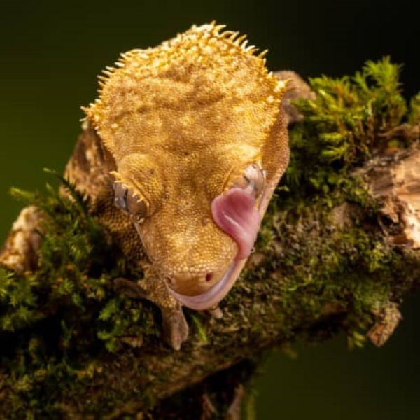 a crested gecko licking its eye