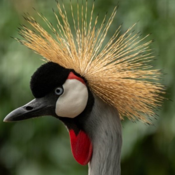 a headshot of a crowned crane