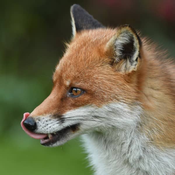 a coy fox licking its lips