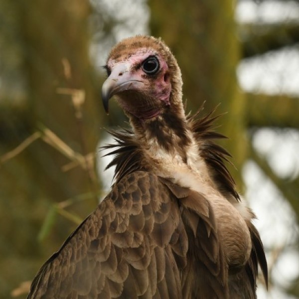 a stern looking vulture