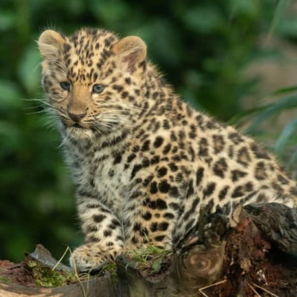 a leopard cub watching over
