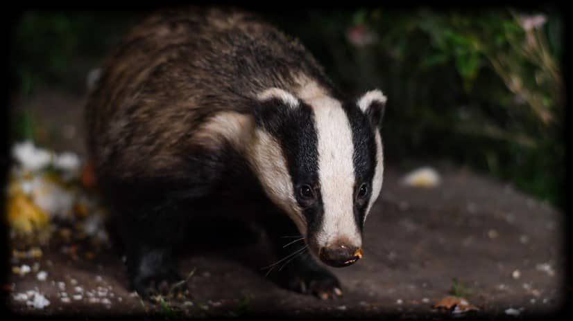 a badger walks away after eating some eggs