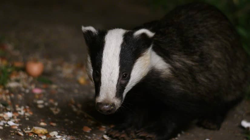 a badger contemplating its dinner
