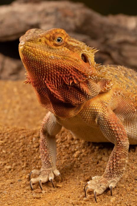 a bearded dragon shows off its muscular front legs