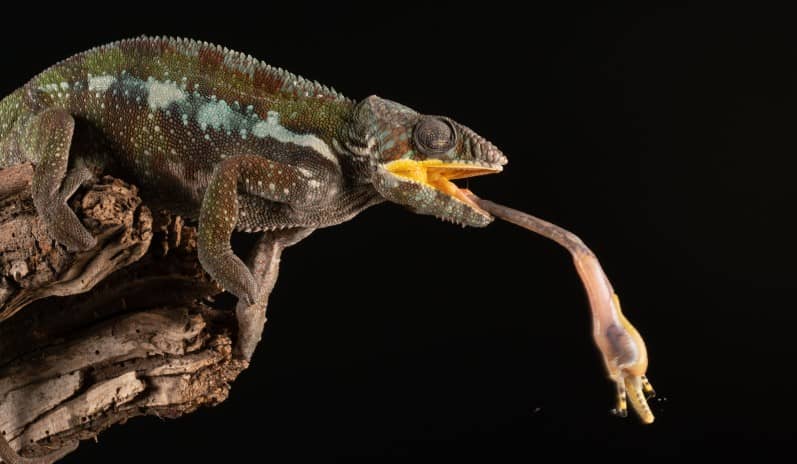 a chameleon catches an insect in its tongue