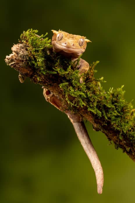 a playful looking crested gecko sits on a branch