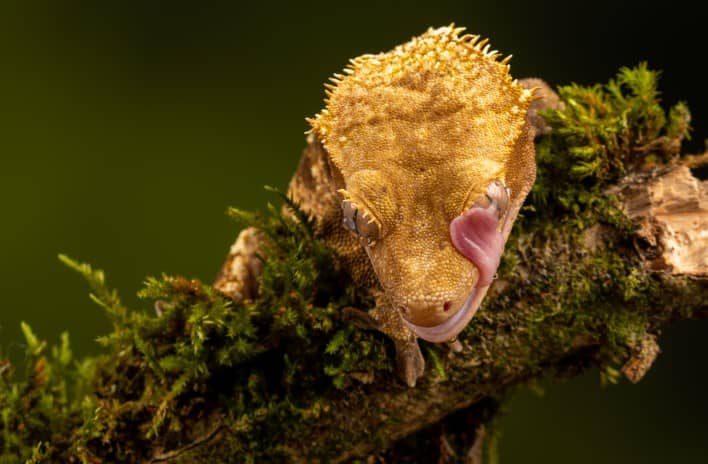 a crested gecko licking its eye