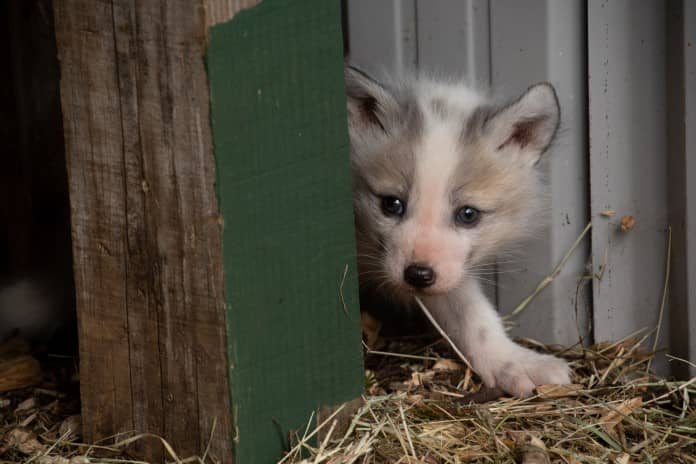 a fox pup bravely peers from behind a piece of wood