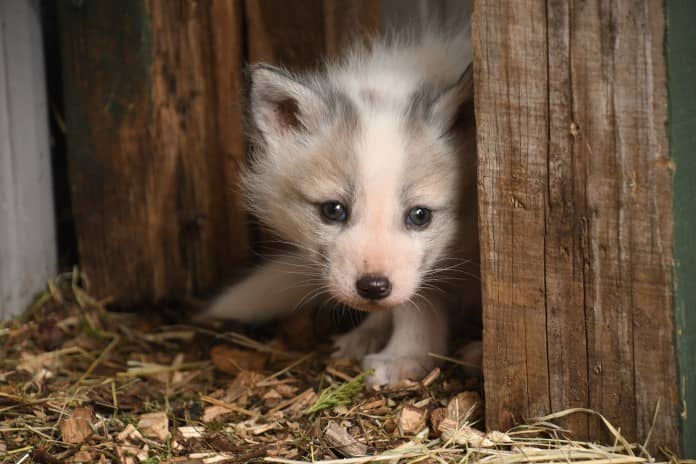 a fox pup considers whether to come out from hiding