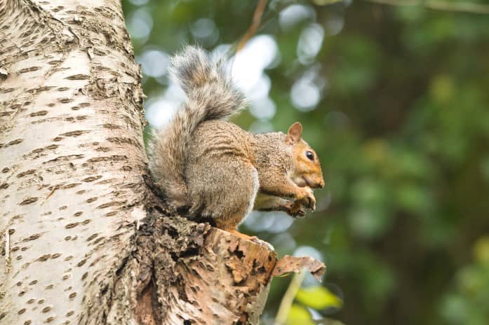 a grey squirrel preparing to jump from a tree