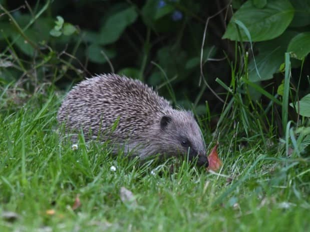 a hedgehog sits among the grass
