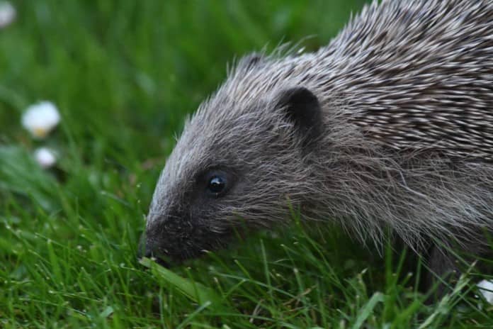 a close view up of a hedgehog