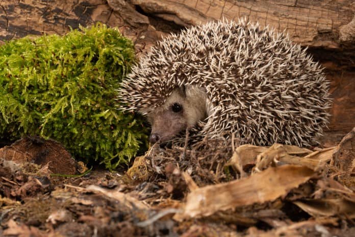 a hedgehog prepares to hibernate