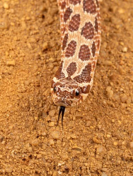 a hognose blends in well with the dirt