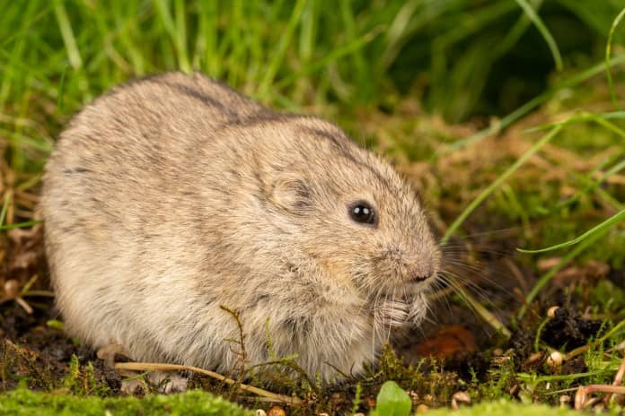 a lemming appears to be eating