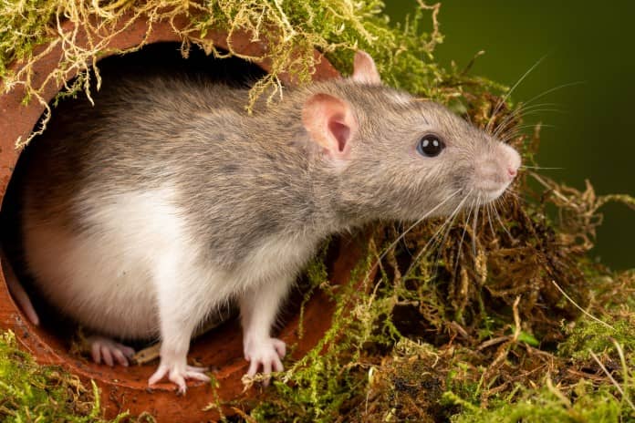 an inquisitive rat exiting a terracotta pipe