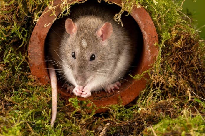 a grey and white rat sits in a pipe with its tail by its side