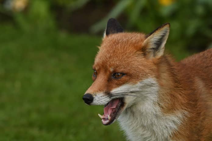 a red fox mid yawn