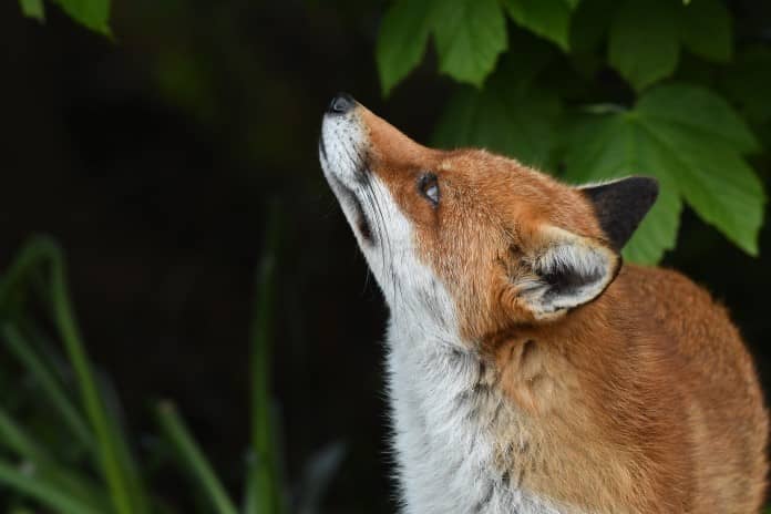a red fox looks inquisitively up to the left