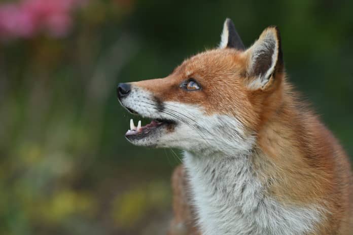 a red fox looks joyfully to the sky
