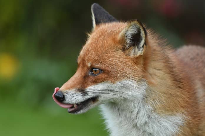 a red fox licking its lips