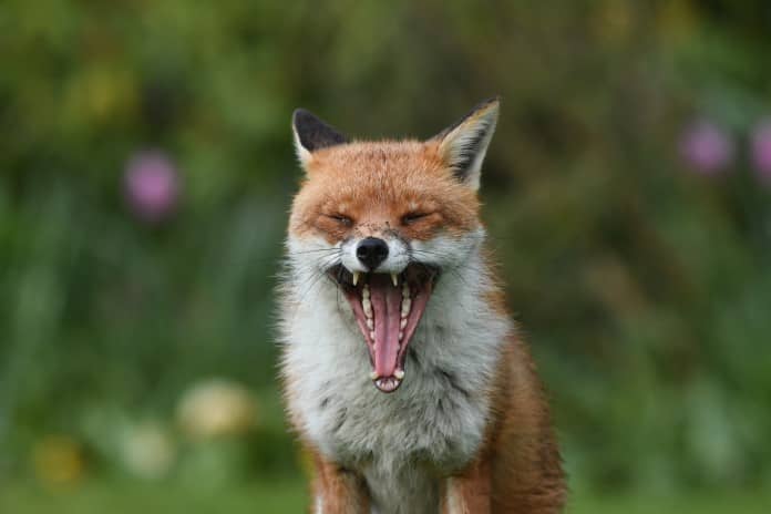 a red fox opens its mouth wide for all to see its teeth