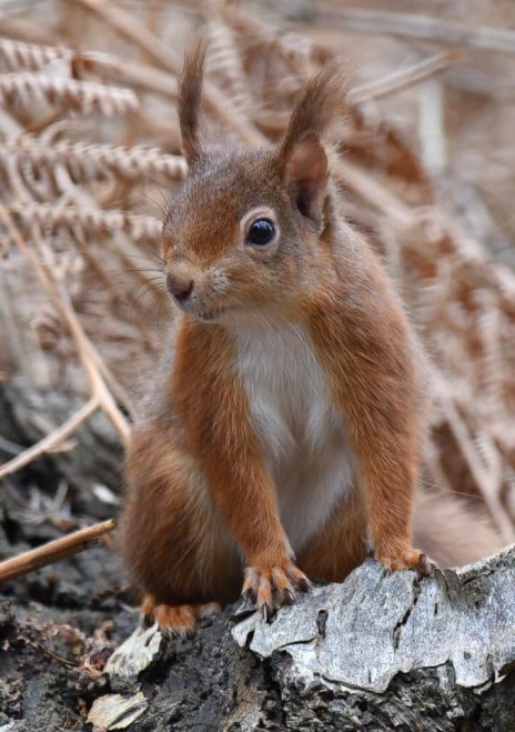 a red suirrel with tufted ears watching something at a distance